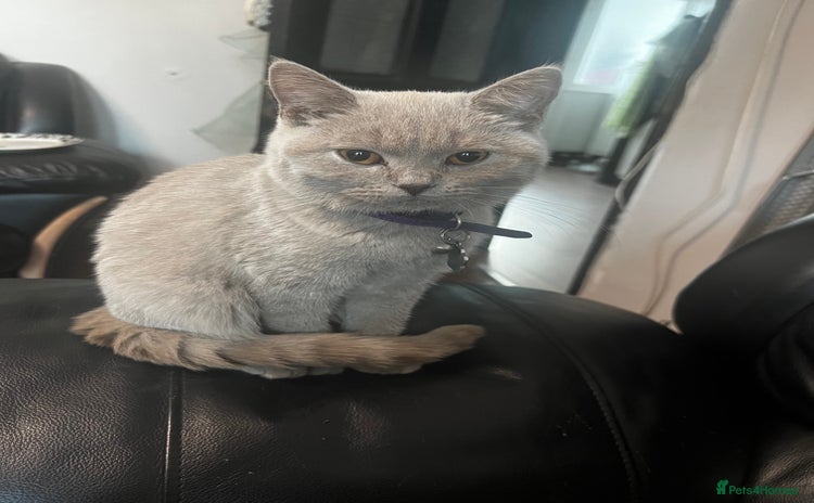 British Shorthair cats for sale - Advert 2