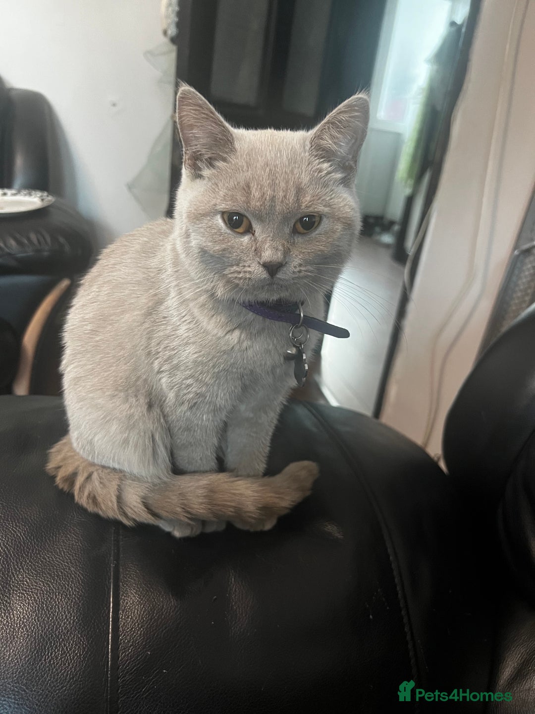 British Shorthair cats for sale:  🐾 Beautiful Kitten Looking for a Loving Home 🐾 - Image 1