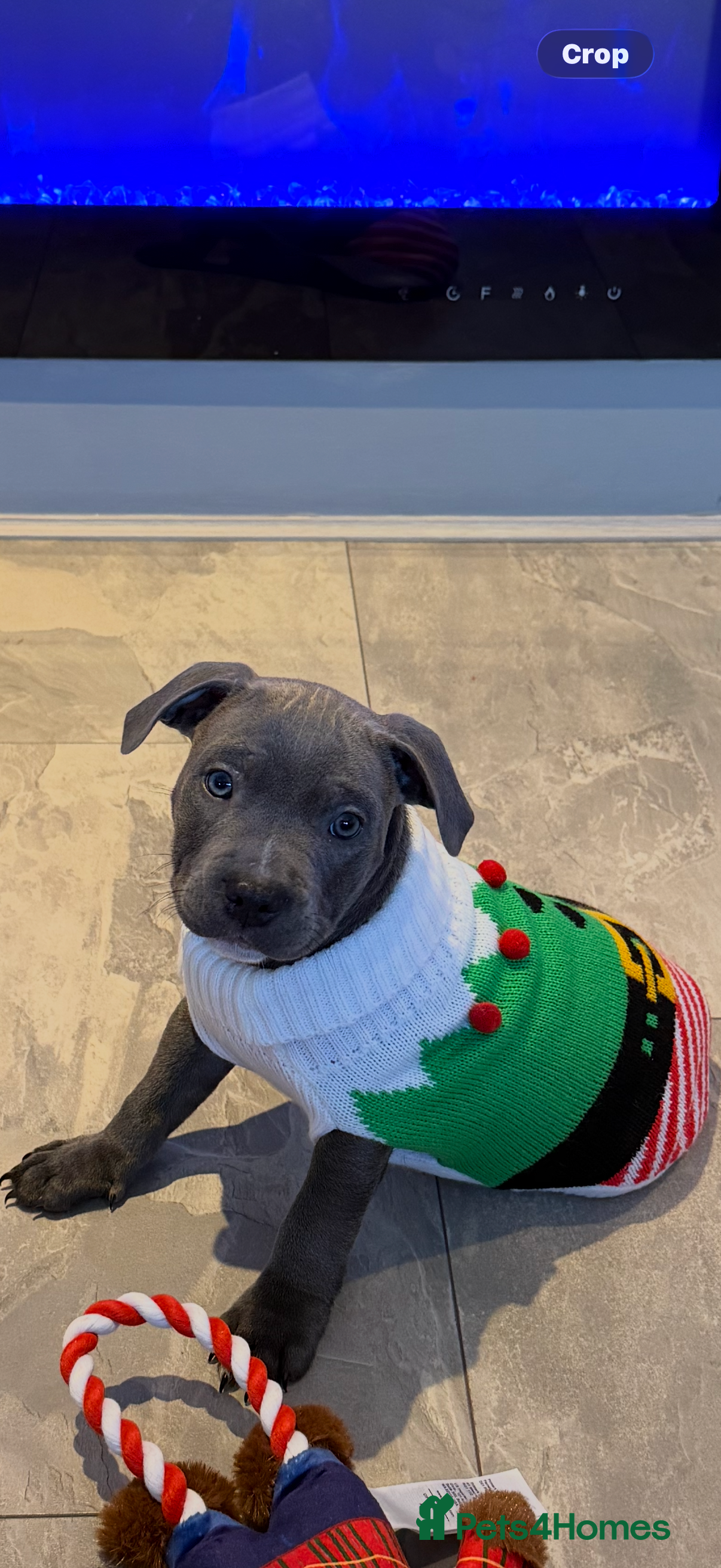 Staffordshire Bull Terrier dogs Blue staff  - Advert 1