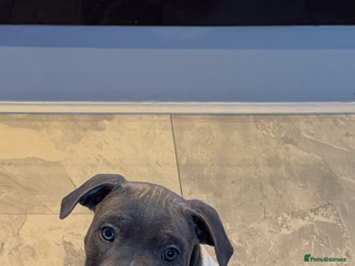 Staffordshire Bull Terrier dogs Blue staff - Advert 1