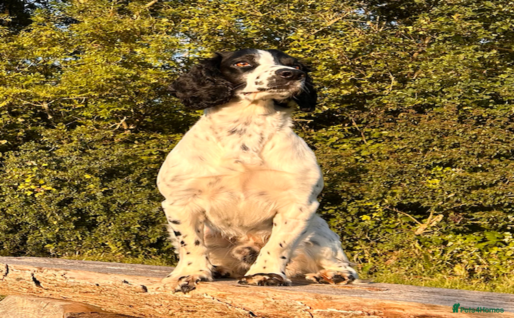 Cocker Spaniel dogs - Advert 11