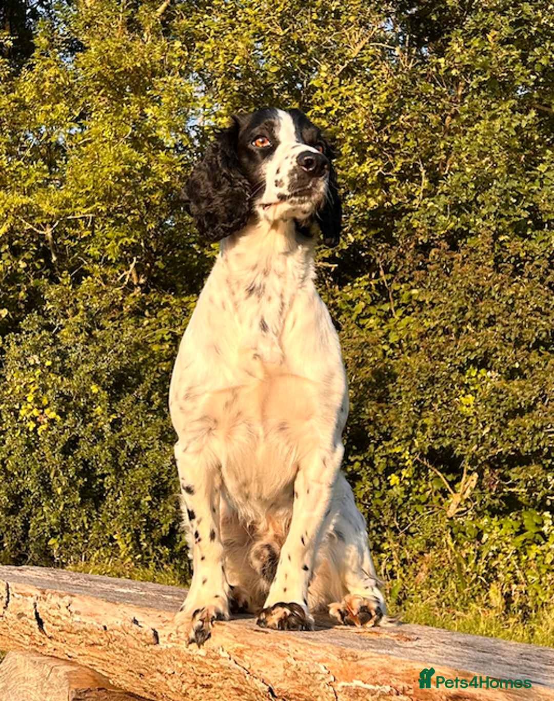 Cocker Spaniel dogs for stud: Pedigree Cocker Spaniel Stud  - Image 1