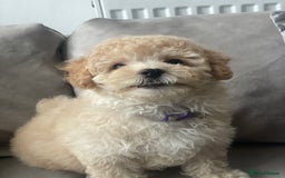 Poochon dogs for sale: Stunning litter - Image 9
