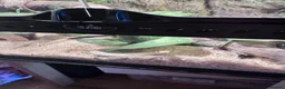 Garter Snake reptiles for sale: X2 albino garter snakes with enclosure  in Ammanford - Advert 3