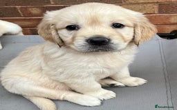 Golden Retriever dogs for sale: Beautiful KC Golden Retriever Babies  - Image 11