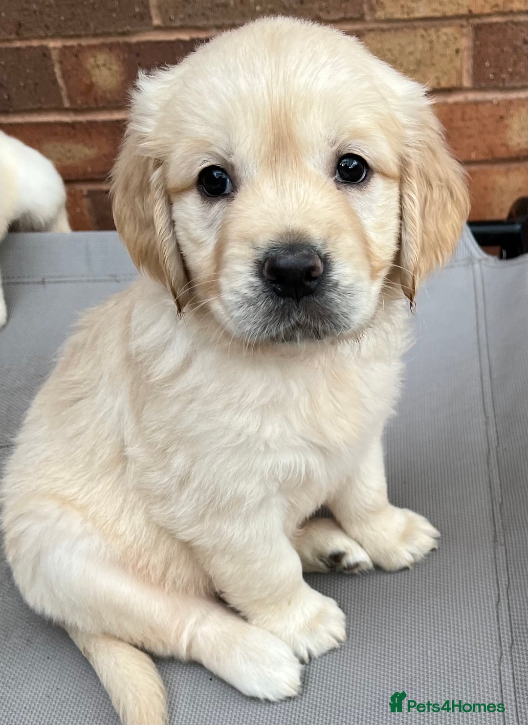 Golden Retriever dogs for sale: Beautiful KC Golden Retriever Babies  - Image 11