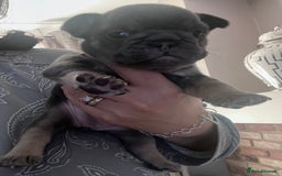 Mixed Breed dogs for sale: Beautiful freelance bulldogs  - Advert 20