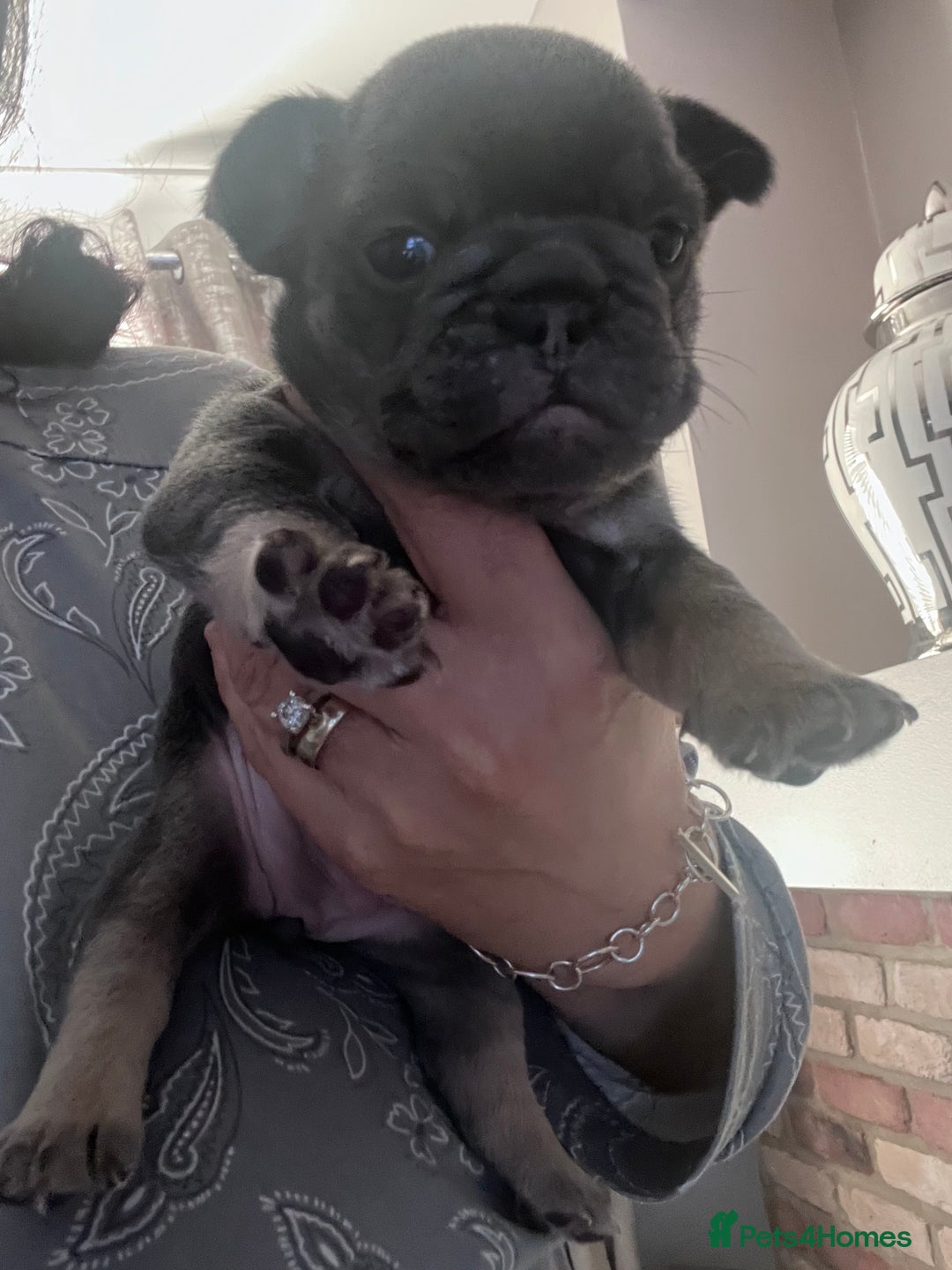 Mixed Breed dogs for sale: Beautiful freelance bulldogs  - Advert 20