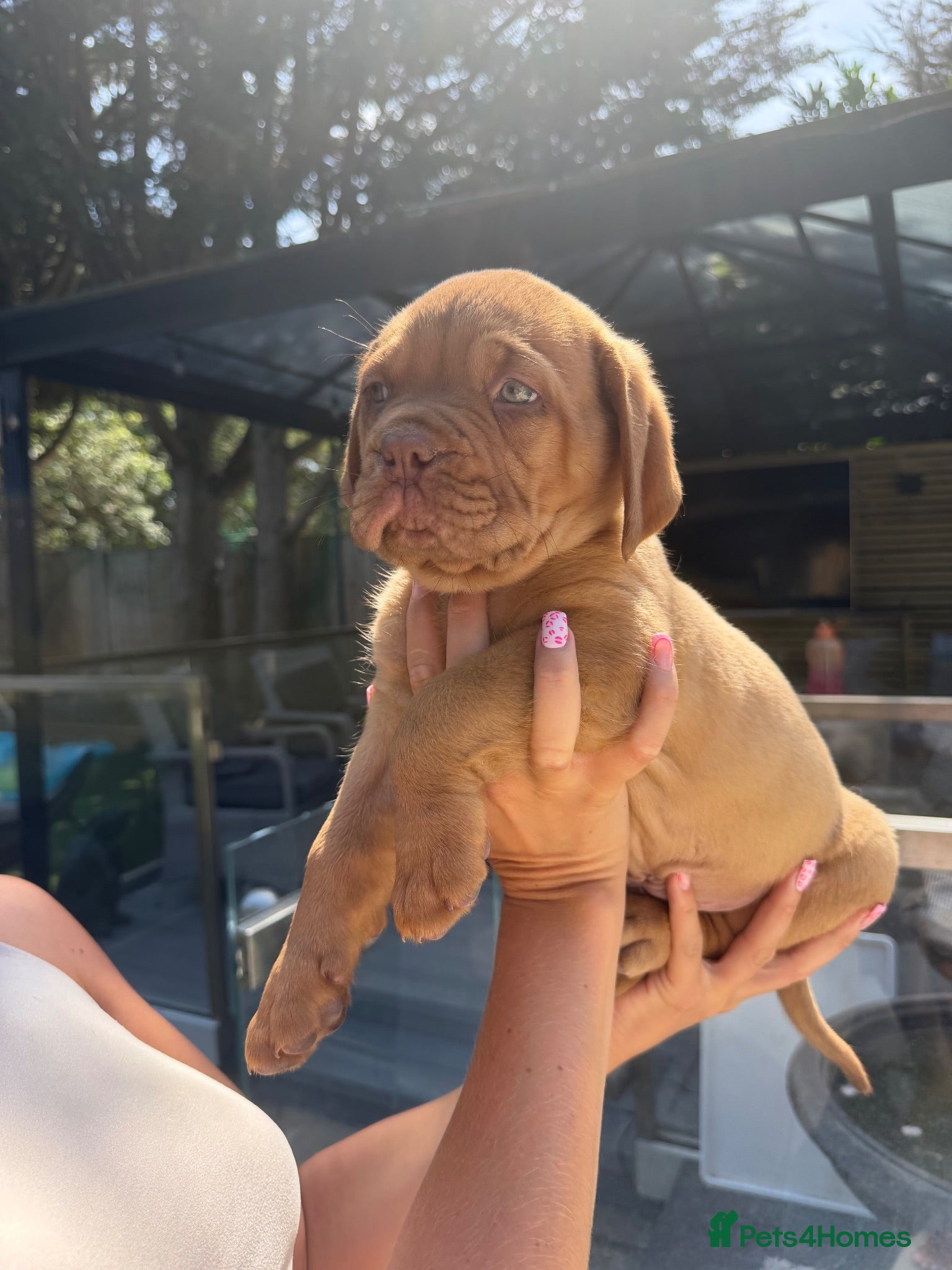 Dogue De Bordeaux dogs Stunning litter of dogue de Bordeaux - Advert 2