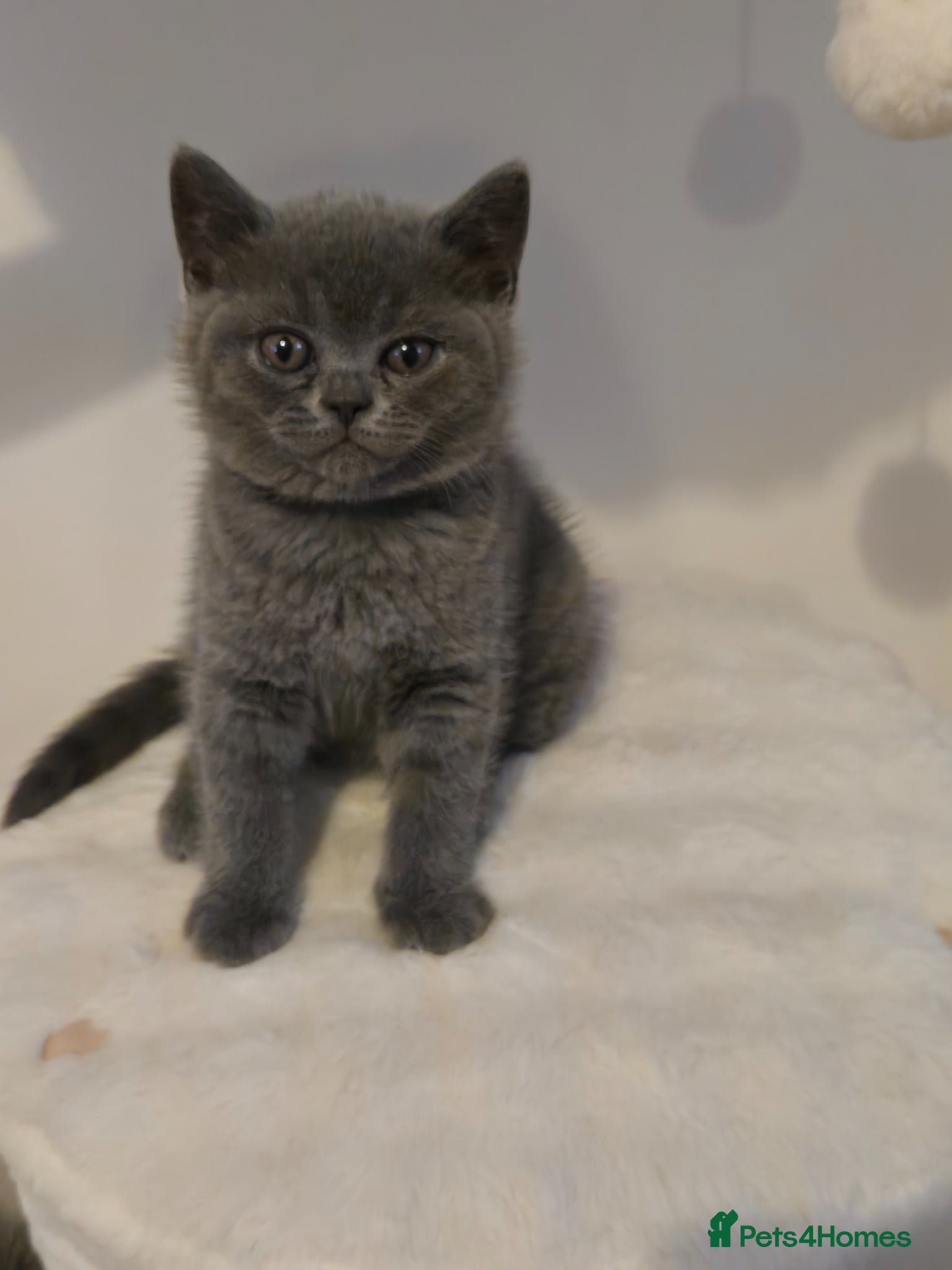 British Shorthair cats GCCF Registered Pedigree British Shorthair Kittens - Advert 2
