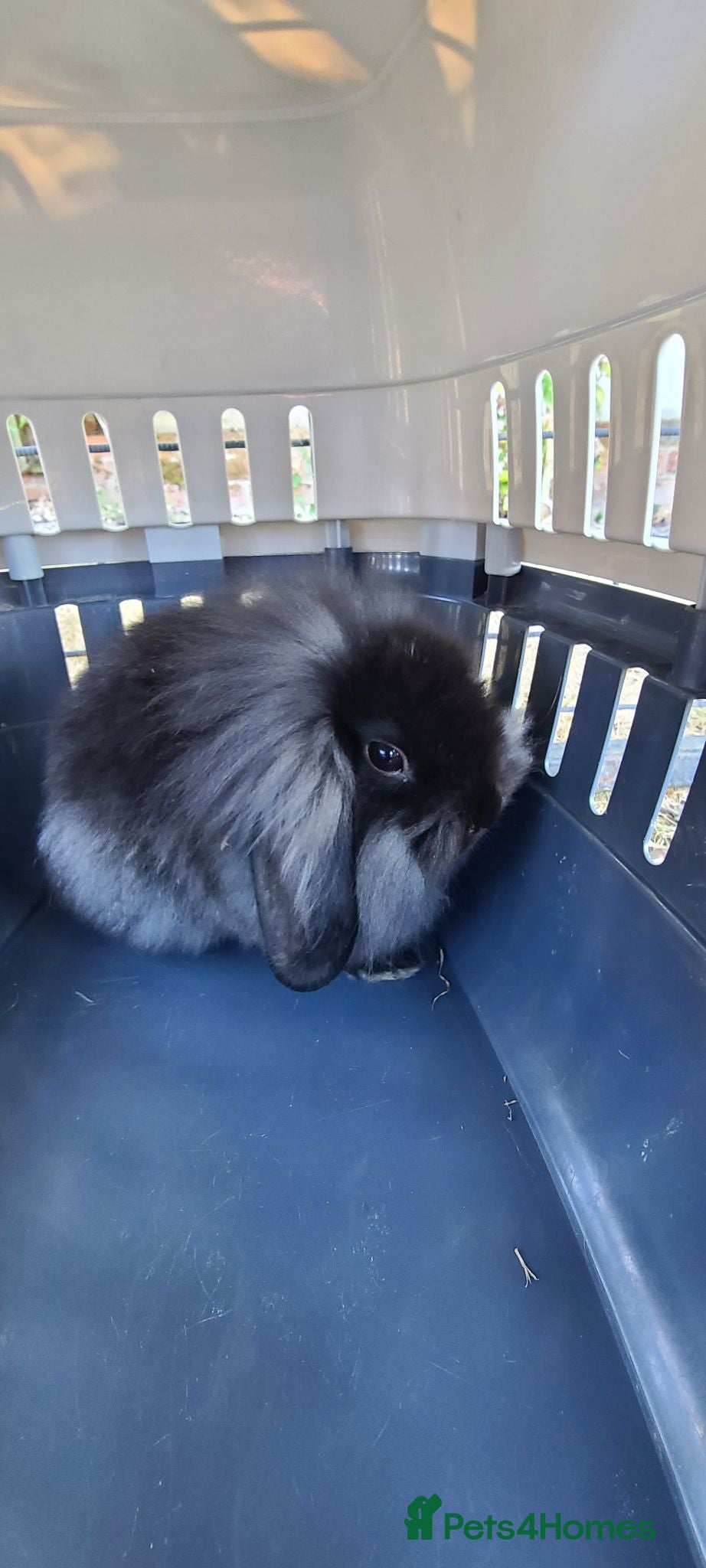 Mini Lop rabbits 🐰 Mini Lop x Angora only 1 boy remaining  - Advert 2