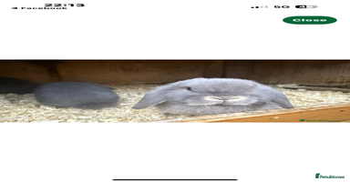 Mini Lop rabbits - Advert 6