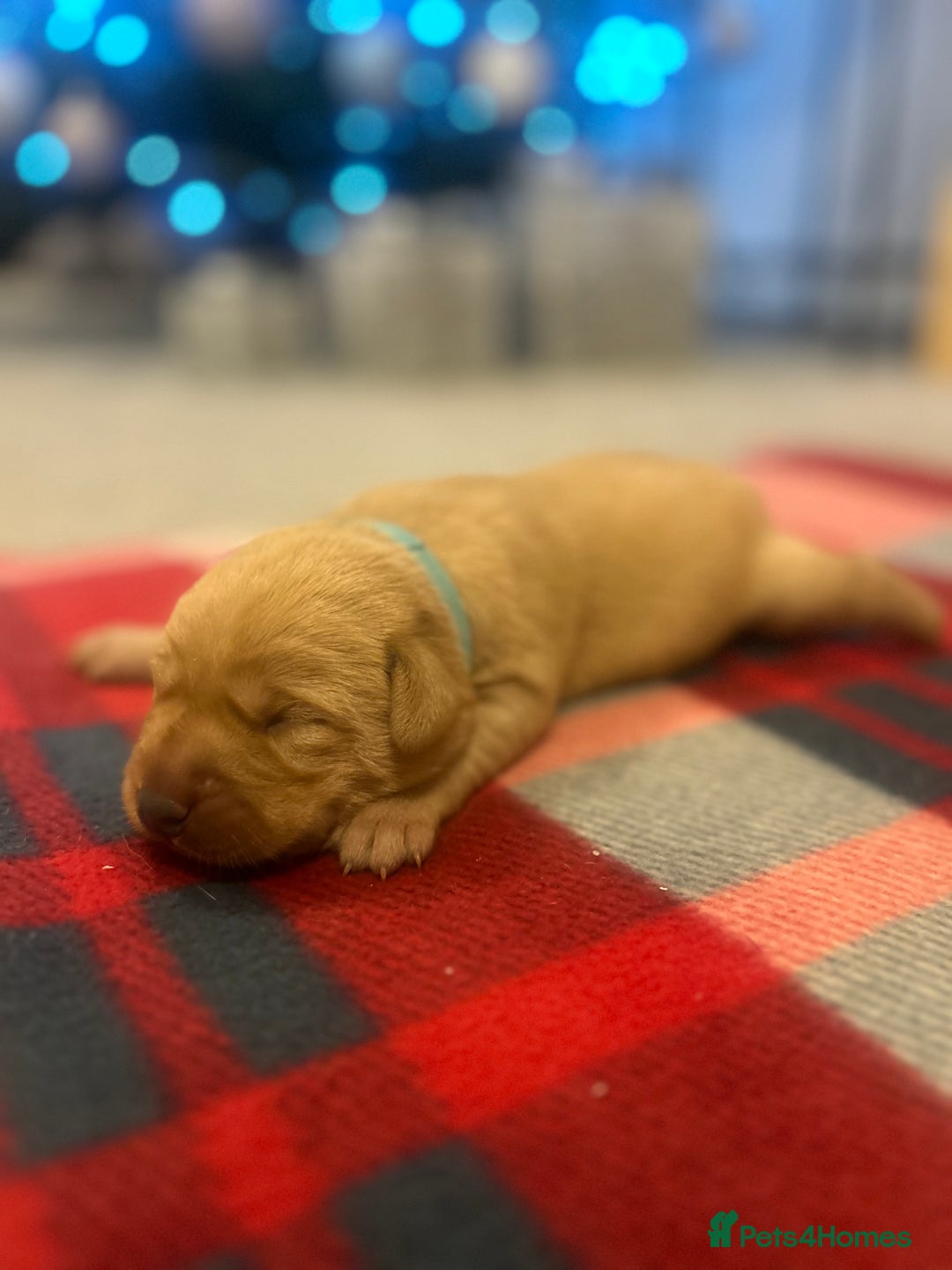 Labrador Retriever dogs for sale: Labrador puppies for sale  - Advert 15