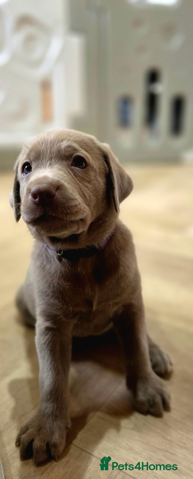 Labrador Retriever dogs 6 STUNNING KC SILVER LABS. HEALTH TESTED PARENTS - Advert 2