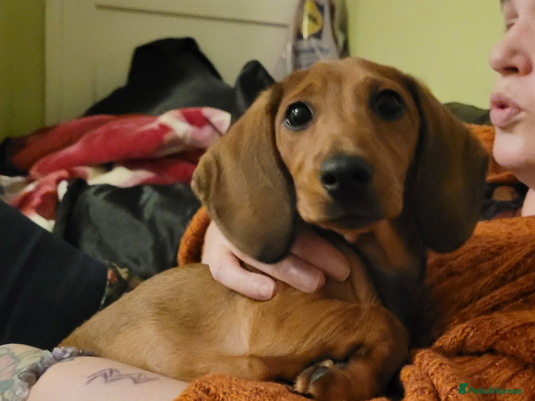 Miniature Dachshund dogs for sale: Beautiful little dachshund girl - Image 7