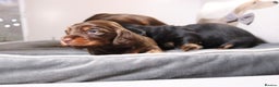 Miniature Dachshund dogs for sale: Exceptional miniature longhaired dachshunds  - Advert 7