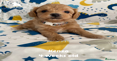 Maltipoo dogs Beautiful Maltipoo Puppies - Advert 4