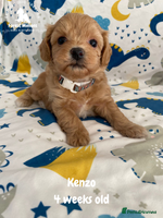 Maltipoo dogs Beautiful Maltipoo Puppies - Advert 4