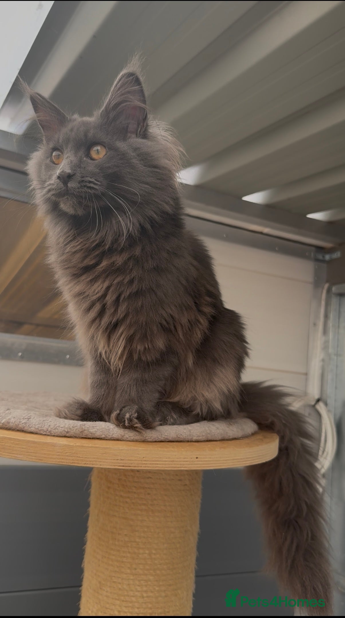 Maine Coon cats XL maine coon kittens Russia bloodlines Reduced - Advert 1