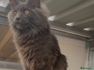 Maine Coon cats XL maine coon kittens Russia bloodlines Reduced - Advert 1