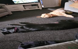 Labrador Retriever dogs for sale: Labrador Puppies Looking for their new homes - Image 3
