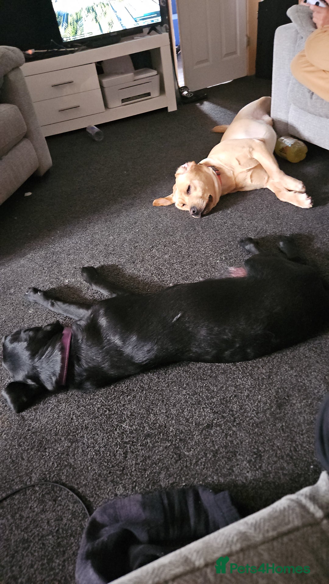 Labrador Retriever dogs for sale: Labrador Puppies Looking for their new homes - Image 3