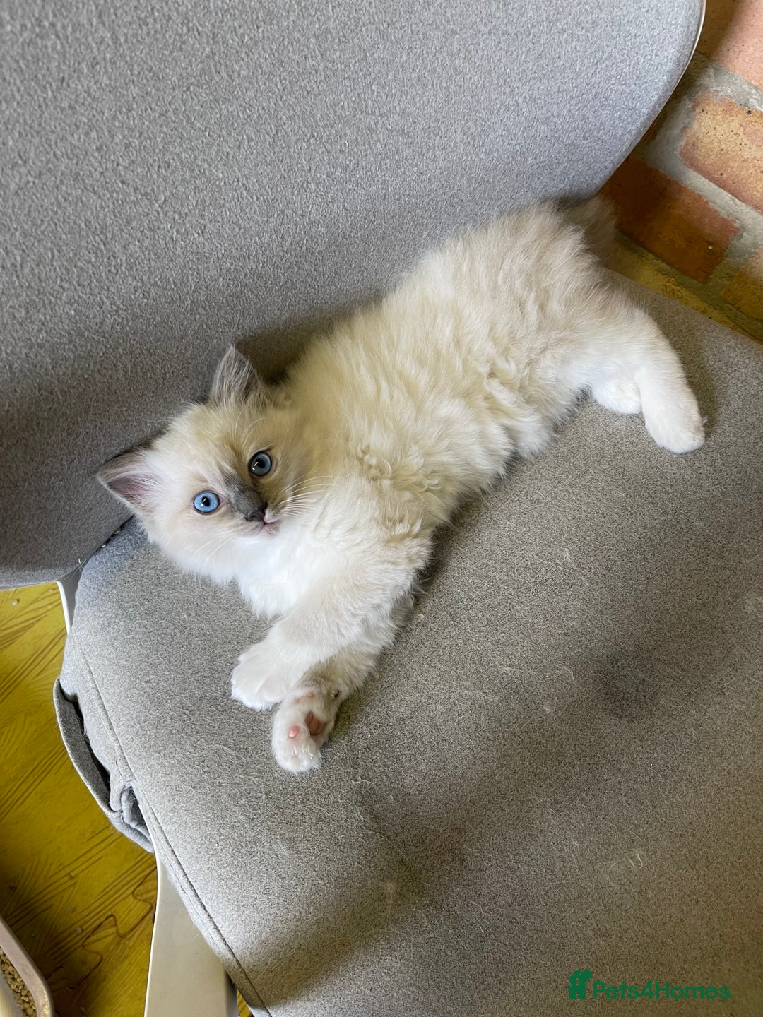 Ragdoll cats for sale: Female kitten become available! Pure Ragdoll in Derby - Image 5