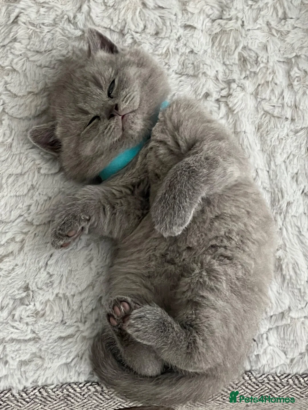 British Shorthair cats for sale: Beautiful BSH Kittens - Advert 7