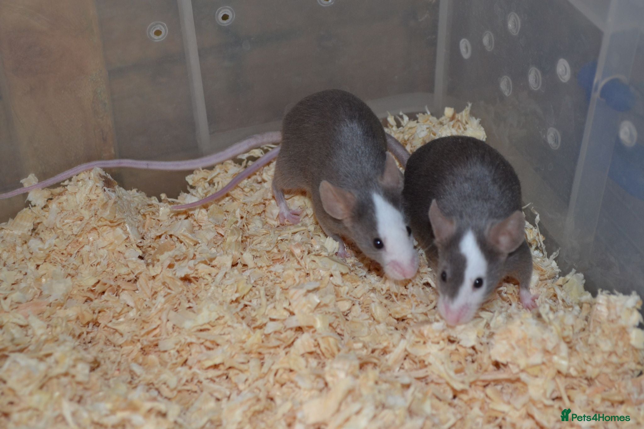 Mouse rodents Hereford Mice - Advert 1