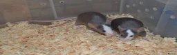 Mouse rodents for sale: Hereford Mice in Hitchin - Advert 5