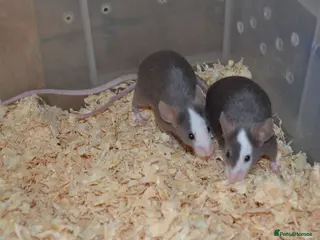 Mouse rodents Hereford Mice - Advert 1