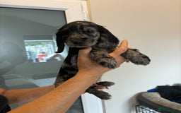 Cocker Spaniel dogs for sale:  show type dna health tested kc registered dad mum - Image 4