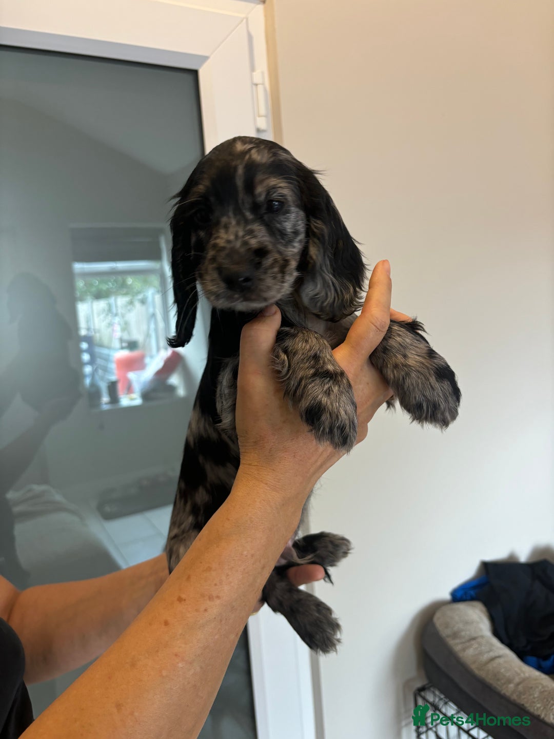 Cocker Spaniel dogs for sale:  show type dna health tested kc registered dad mum - Image 4