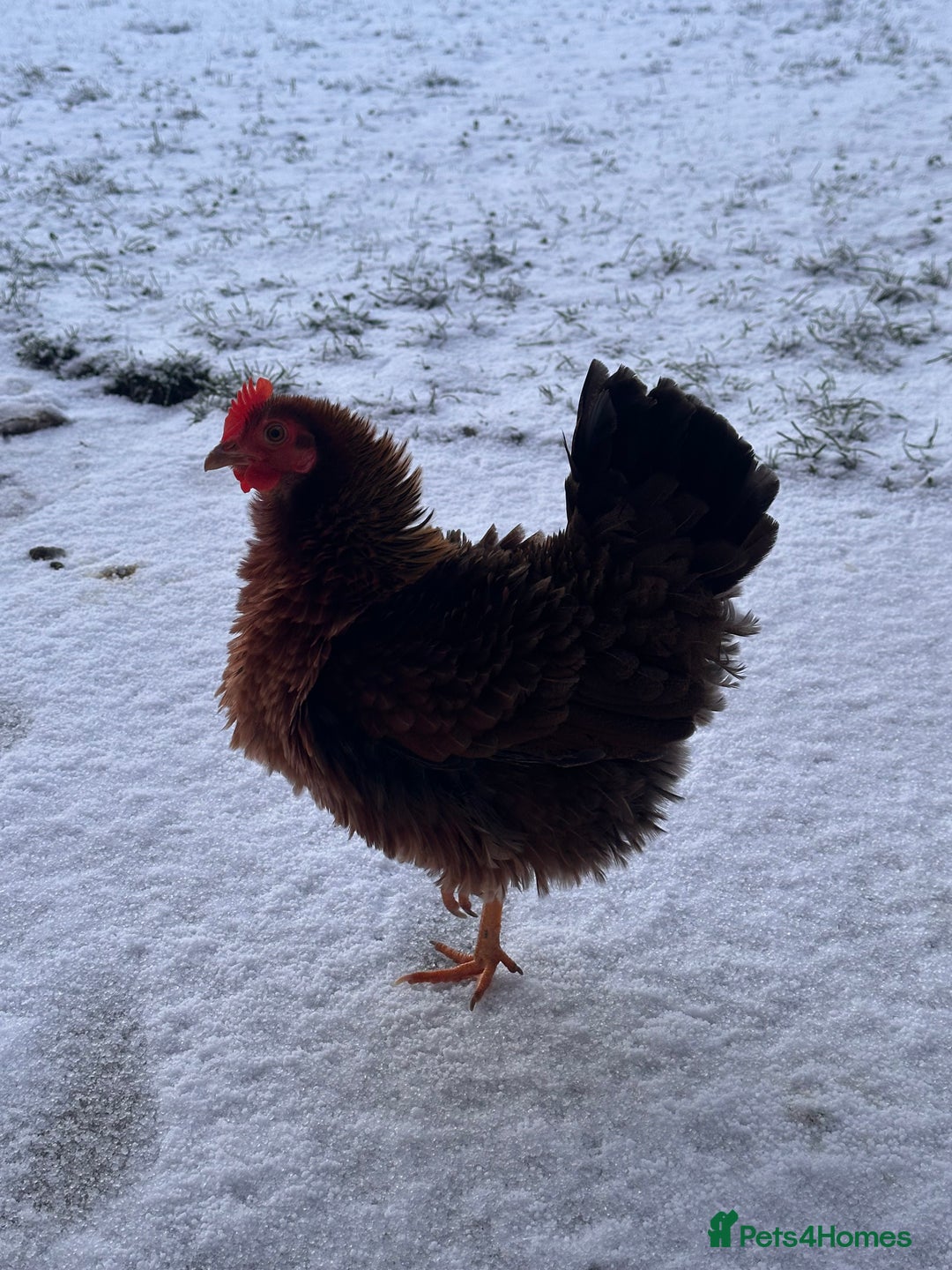 Chickens poultry for sale: Two Hens for Rehoming – Very Friendly - Advert 17