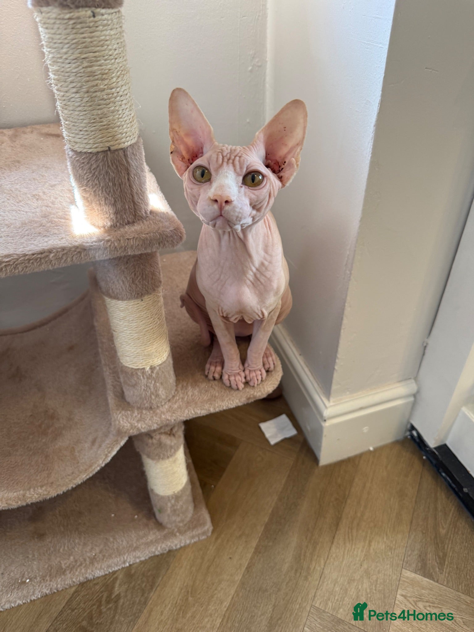 Sphynx cats Male sphynx cat - Advert 2