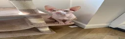 Sphynx cats for sale: Male sphynx cat in Southport - Advert 1