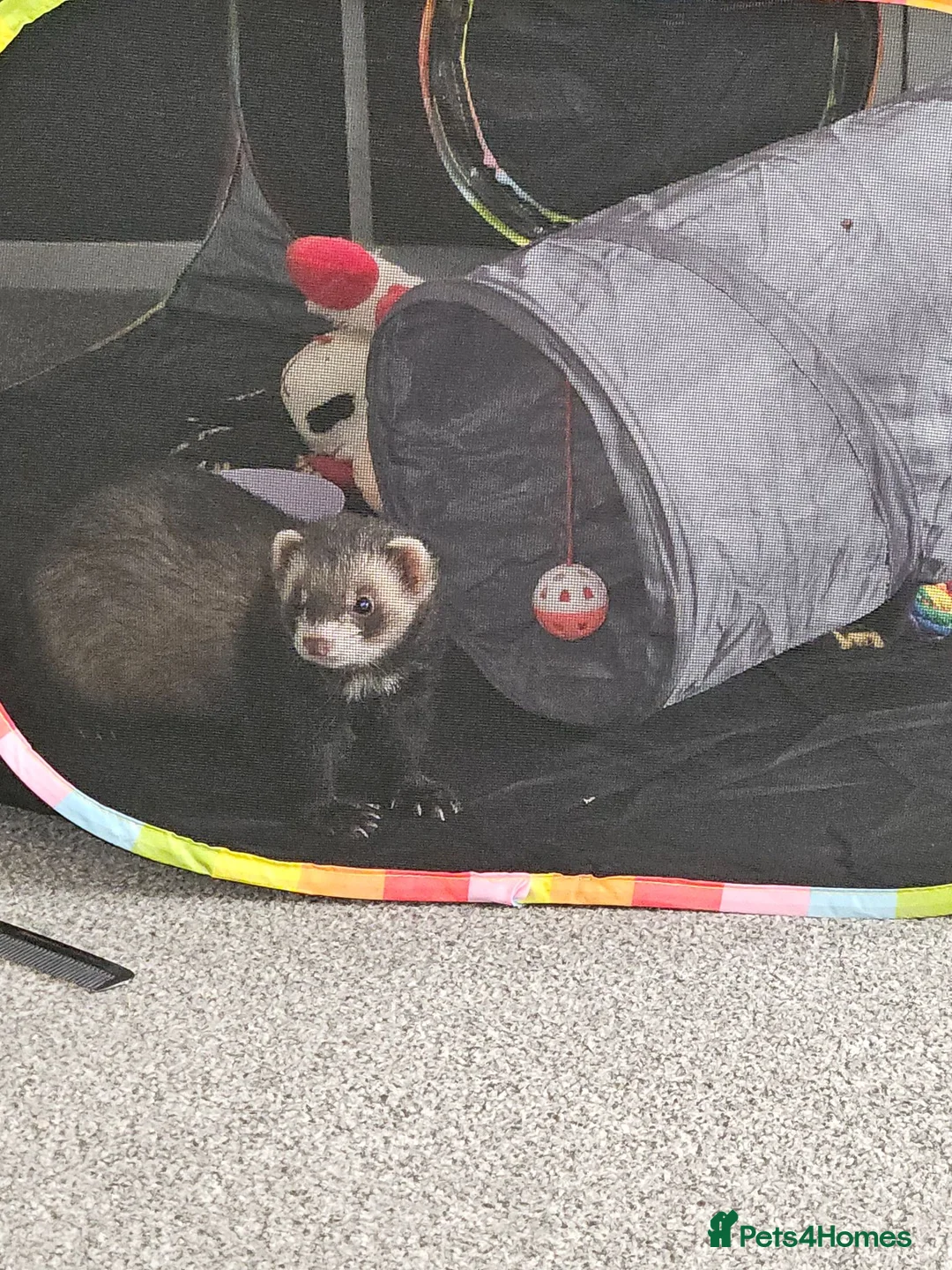 Ferret rodents for sale: Male ferret in Ashton-under-Lyne - Advert 2