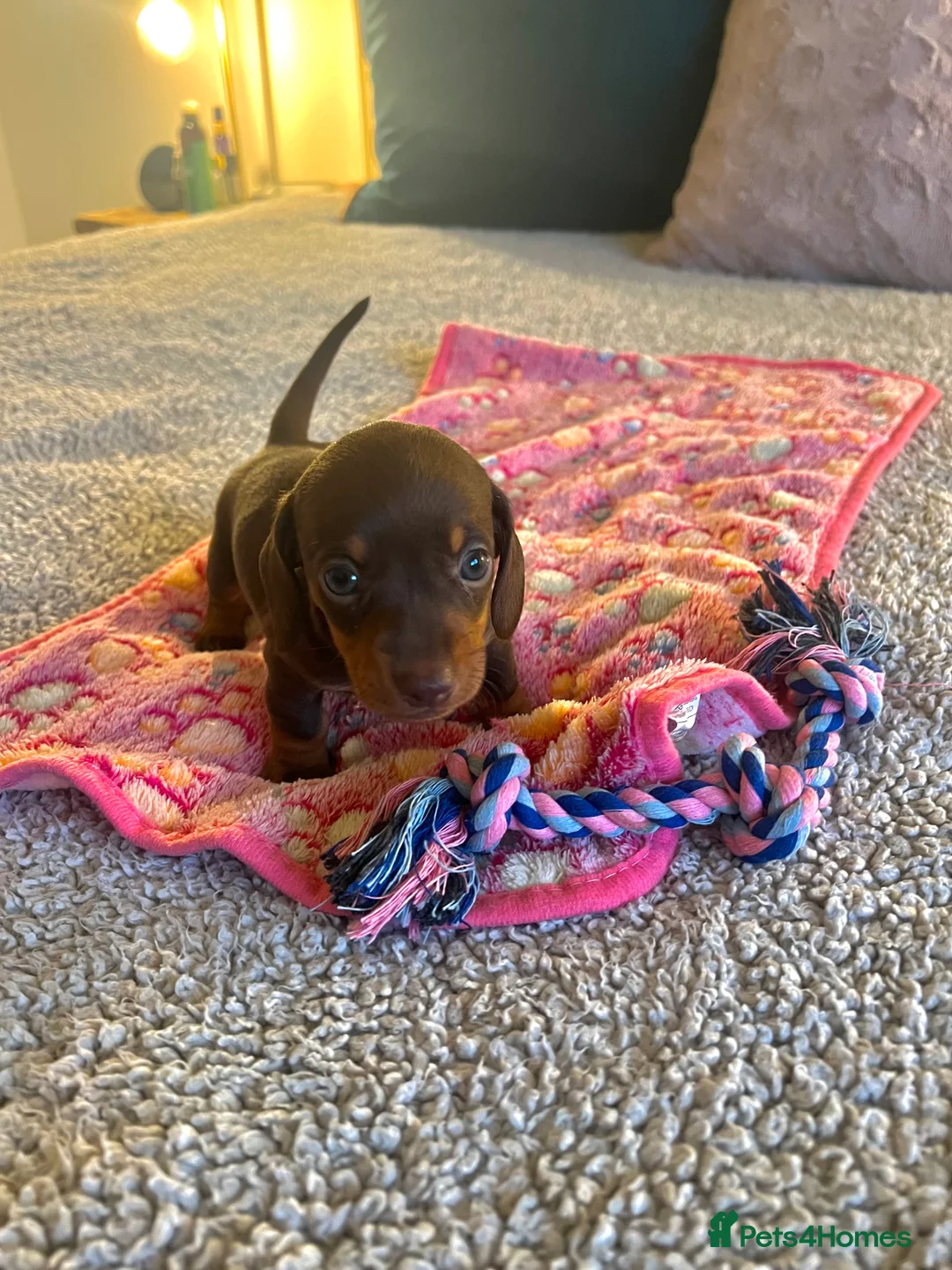 Miniature Dachshund dogs for sale: Stunning Miniature Dachshund Puppies! - Advert 9
