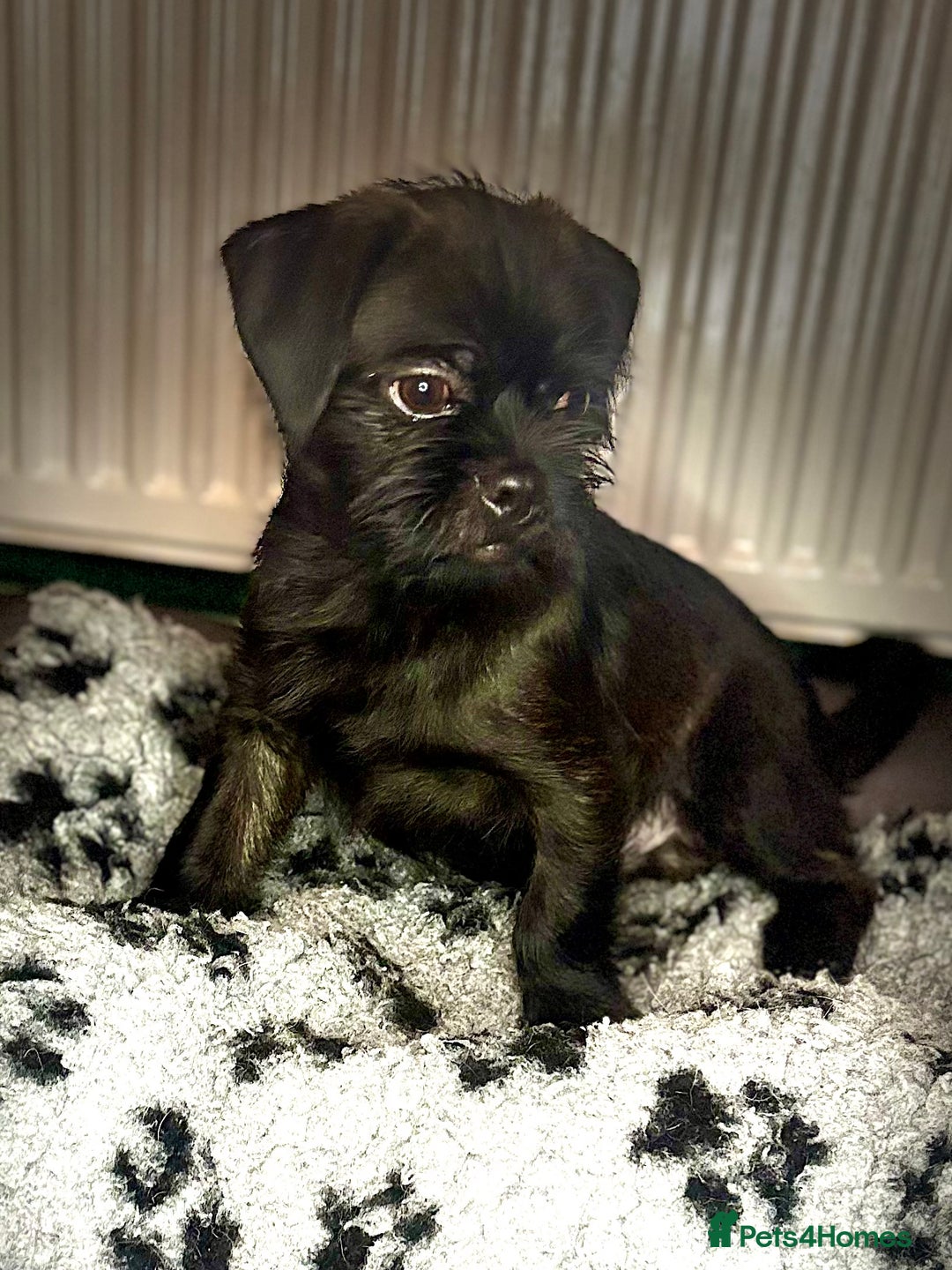Mixed Breed dogs for sale: ADORABLE LITTER OF SHIH TZU/CHIHUAHUAS - Advert 2