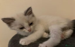 Ragdoll cats for sale: Ragdoll cross kittens  - Image 3