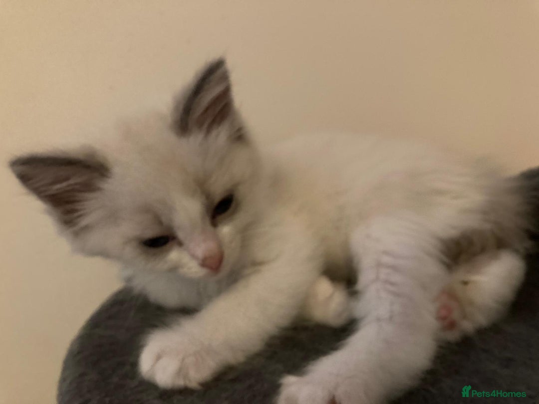Ragdoll cats for sale: Ragdoll cross kittens  - Image 3