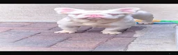 French Bulldog dogs for sale: French bulldog puppy's  in Havant - Advert 16