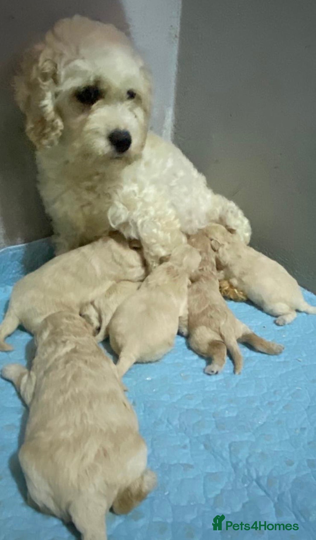 Cavapoochon dogs for sale: Cavapoochon Pups For Sale - Advert 7