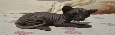 Sphynx Kitten 1