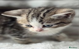 British Shorthair cats for sale: Gorgeous British Short-hair cross Kittens  - Image 19