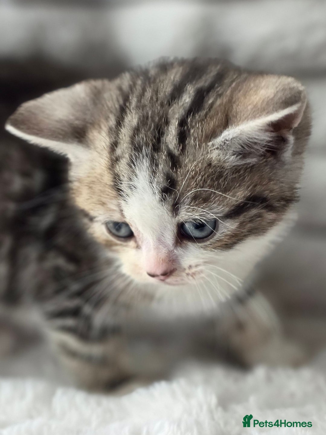British Shorthair cats for sale: Gorgeous British Short-hair cross Kittens  - Image 19