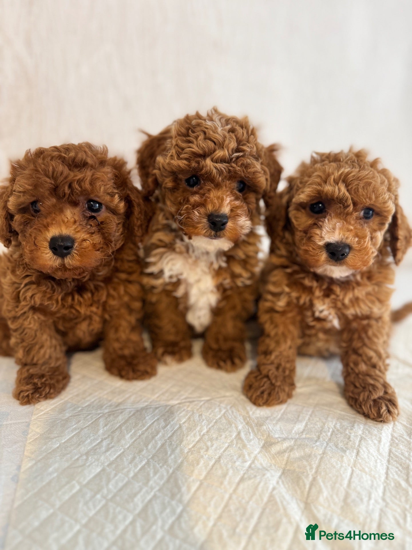 Poochon dogs 🐾 Beautiful  Asian-Mini Poochon Puppies 🐾 - Advert 2