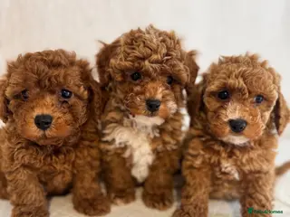 Poochon dogs 🐾 Beautiful Asian-Mini Poochon Puppies 🐾 - Advert 2