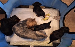 Yorkshire Terrier dogs for sale: Yorkshire Terrier Puppies – Ready 24 Dec - Image 26