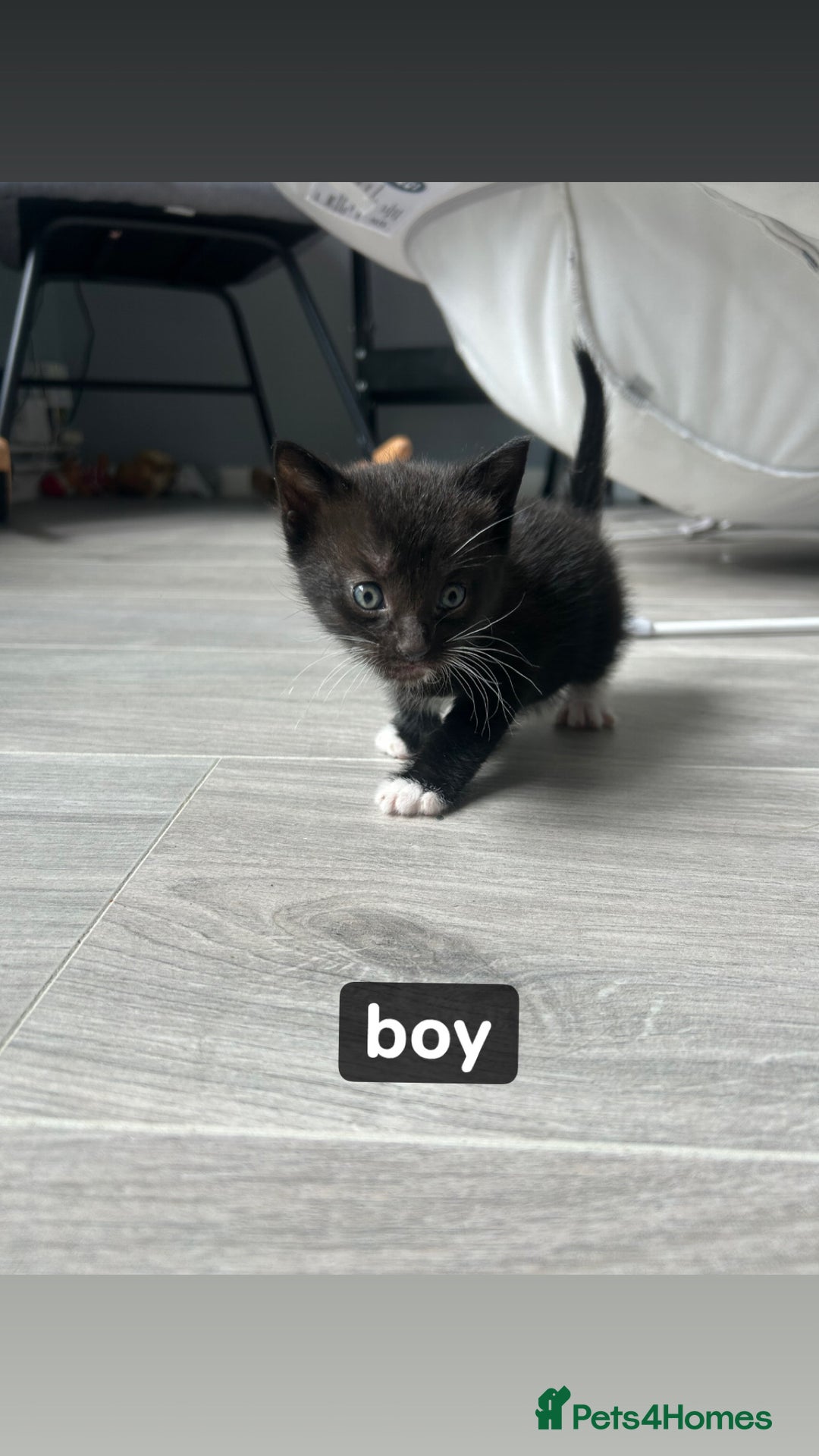 Mixed Breed cats for sale: 3 black kittens - Image 1